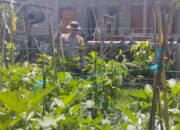 Bhabinkamtibmas Desa Masbagik Timur Cek Lahan Pekarangan Pangan Bergizi