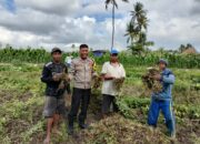 Bhabinkamtibmas Desa Bagik Papan BRIPKA Agus Salim Bantu Panen Kacang dan Sampaikan Himbauan Kamtibmas