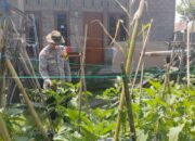 Bhabinkamtibmas Desa Masbagik Timur Cek Lahan Pekarangan Pangan Bergizi