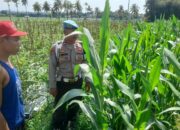 Personel Polsek Terara Lakukan Pengecekan Lahan Ketahanan Pangan