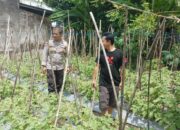 Guna Mendukung Program Ketahanan Pangan Bhabinkamtibmas Desa Masbagik Utara Kontrol Lahan Pertanian Warga