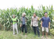 Bhabinkamtibmas Desa Bagik Papan Silaturahmi dan Cek Tanaman Jagung