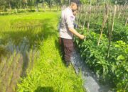 Bhabinkamtibmas Desa Lendang Nangka Cek Lahan Ketahanan Pangan Bergizi