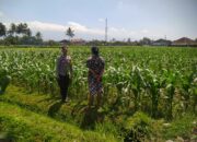 Bhabinkamtibmas Desa Selagik Lakukan Pengecekan Lahan Jagung Warga