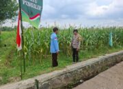 Dukung Program Ketahanan Pangan Bhabinkamtibmas Desa Jenggik  Monitoring Petani Jagung
