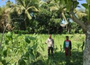 Bhabinkamtibmas Desa Paokmotong Cek Lahan Pekarangan Pangan Bergizi