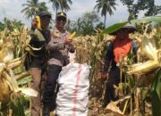 Kapolsek Pringgabaya Cek Lahan Ketahanan Pangan dan Ikut Panen Jagung di Desa Labuhan Lombok
