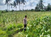 Guna Mendukung Program Ketahanan Pangan Aiptu Abdurraham Tinjau Tanaman Jagung di Desa Suradadi