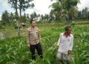 Bhabinkamtibmas Desa Masbagik Selatan Cek Lahan Ketahanan Pangan Bergizi Guna Dukung Swasembada Pangan