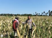Bhabinkamtibmas Desa Bagik Papan Jalin Silaturahmi dan Cek Tanaman Jagung Warga Dukung Program Ketahanan Pangan