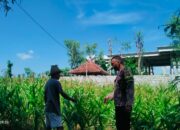 Bhabinkamtibmas Montong Belae Gelar Silaturahmi dan Cek Lahan Ketahanan Pangan