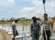 Giat Silaturahmi Dan Cek Tanaman Tomat, Bhabinkamtibmas Desa Bagik Papan Ajak Warga Dukung Program Ketahanan Pangan