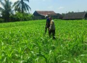 Bhabinkamtibmas Desa Masbagik Utara Ajak Petani Dukung Swasembada Pangan Saat Sambang dan Silaturahmi