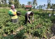 Bhabinkamtibmas Desa Bagik Papan Lakukan Silaturahmi dan Cek Panen Terong Bersama Warga