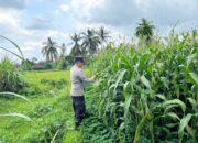 Bhabinkamtibmas Lendang Nangka Cek Lahan Ketahanan Pangan Bergizi Bersama Petani Jagung