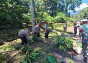 Pohon Tumbang Hingga Menutupi Badan Jalan, Kapolsek Suela Bersama Anggota Turun Tangan