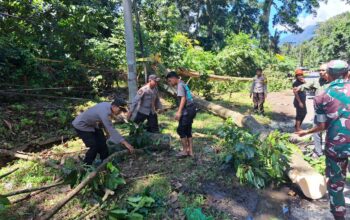 Pohon Tumbang Hingga Menutupi Badan Jalan, Kapolsek Suela Bersama Anggota Turun Tangan