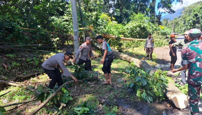 Pohon Tumbang Hingga Menutupi Badan Jalan, Kapolsek Suela Bersama Anggota Turun Tangan