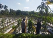 Bhabinkamtibmas Lendang Nangka Lakukan Pengecekan Lahan Ketahanan Pangan Bergizi